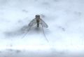 Sciapus sp.